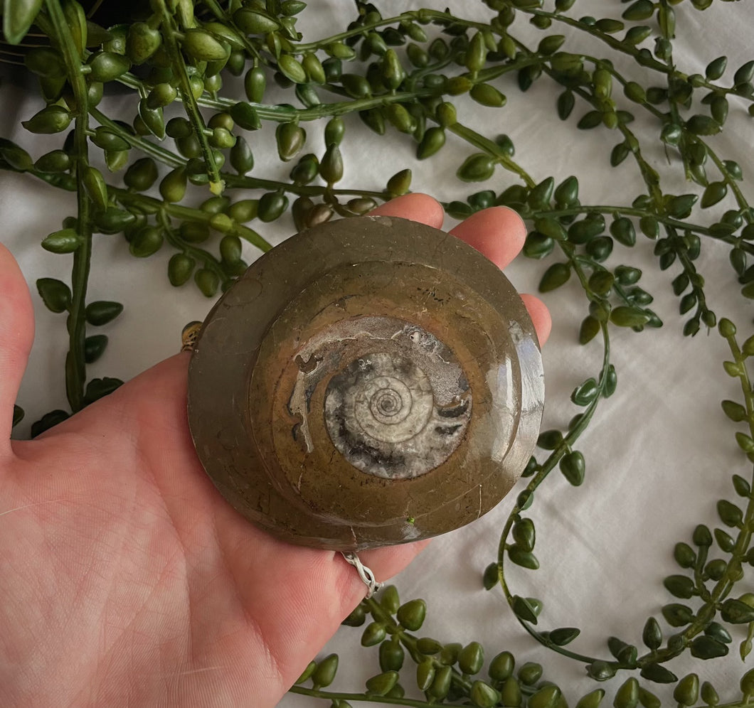 Large Ammonite Fossil